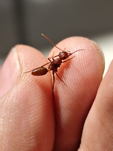 Cataglyphis zakharoviCataglyphis zakharovi