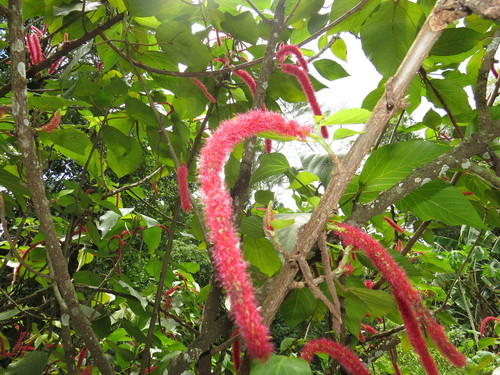 Acalypha hispida