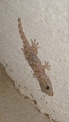 Tarentola mauritanica