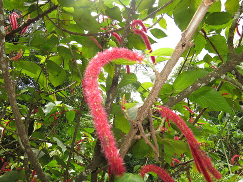 Acalypha hispida