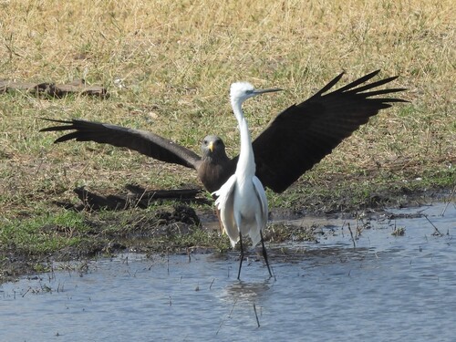 Little Egret