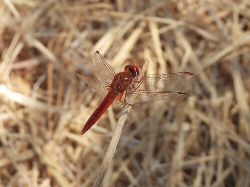 Broad Scarlet