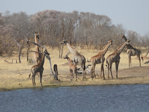 South African Giraffe