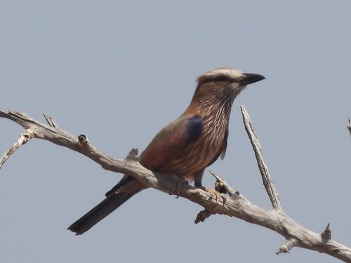 Purple Roller