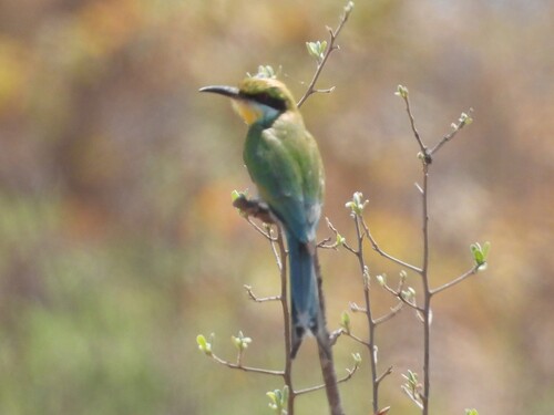 Swallow-tailed Bee-eater
