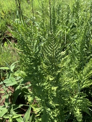 Dryopteris athamantica