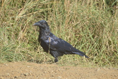 Corvus tasmanicus