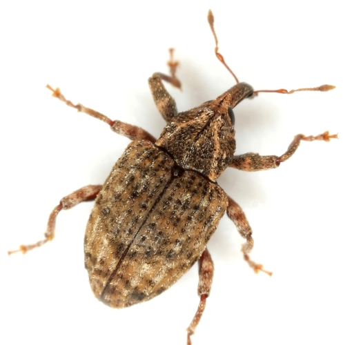 Conotrachelus seniculus Leconte, 1876