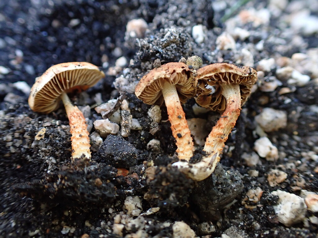Pholiota marangania