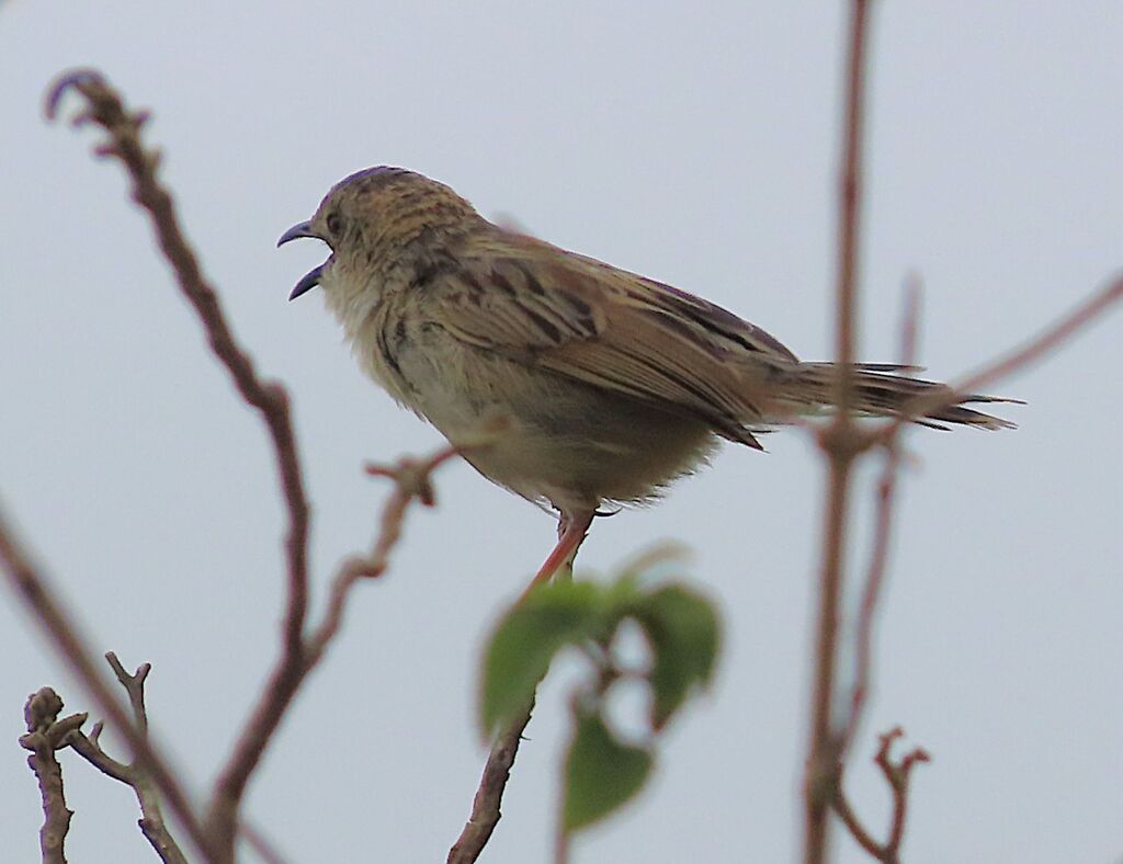 Croaking Cisticola