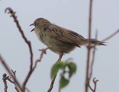 Croaking Cisticola photo 1
