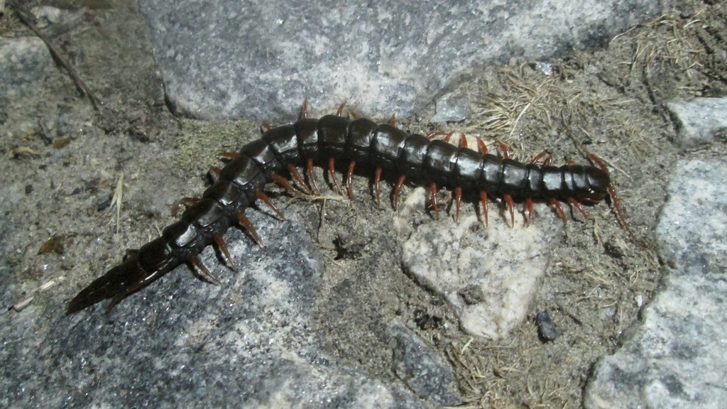 Mediterranean Banded Centipede from Каменка-Днепровская, Запорожская ...