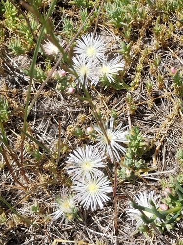 Mesembryanthemum canaliculatum