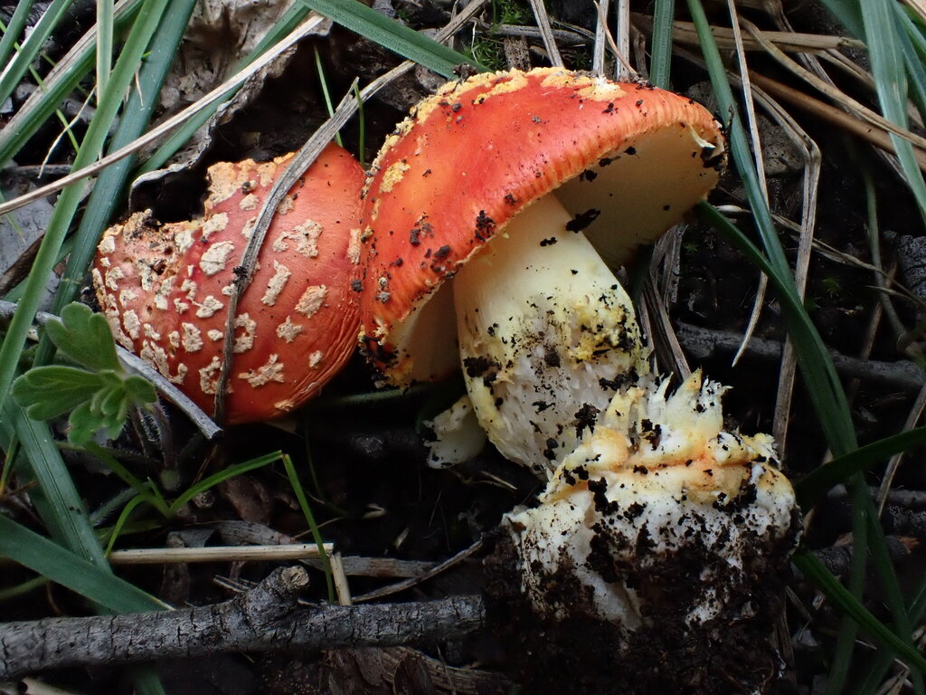 Amanita xanthocephala · October 2025 · photo: © oqt (iNaturalist, cc-by)