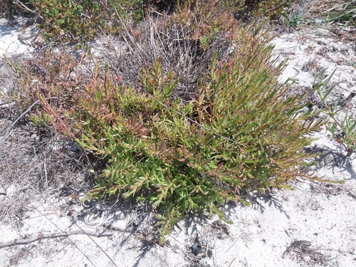 Crassula cymosa