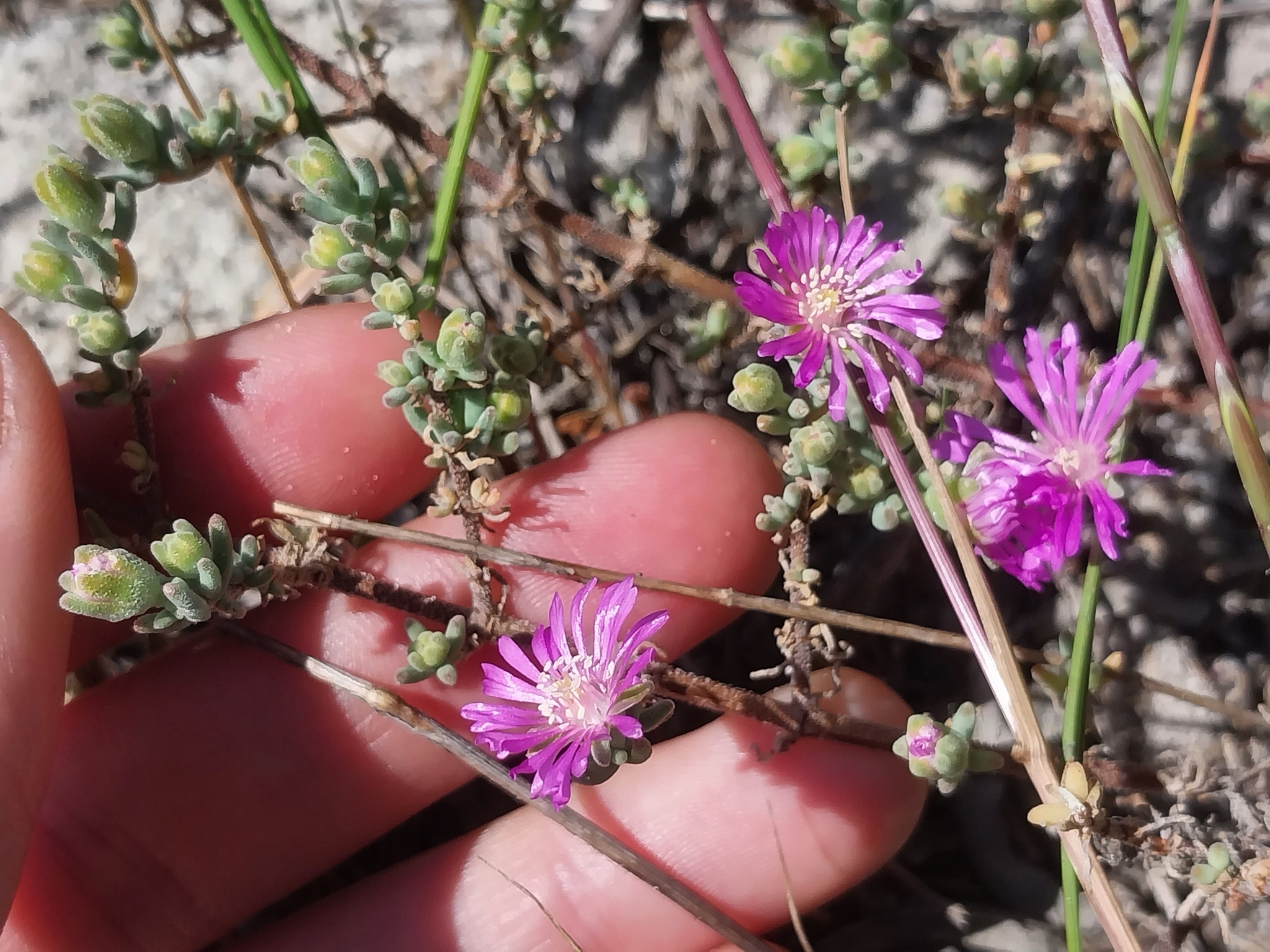 Swartland Dewfig (Drosanthemum ambiguum)