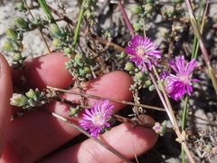 Drosanthemum ambiguum