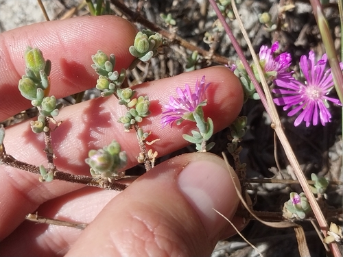 Drosanthemum ambiguum, photograph 1