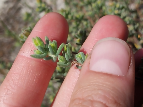 Drosanthemum ambiguum, photograph 2