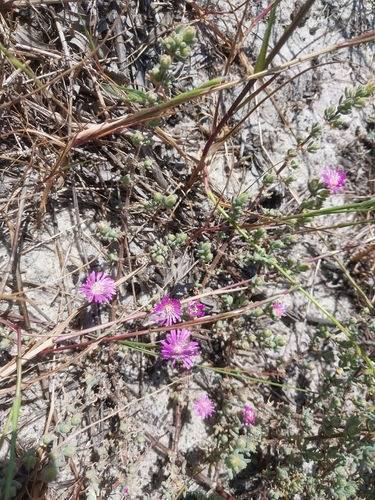 Drosanthemum ambiguum, photograph 3