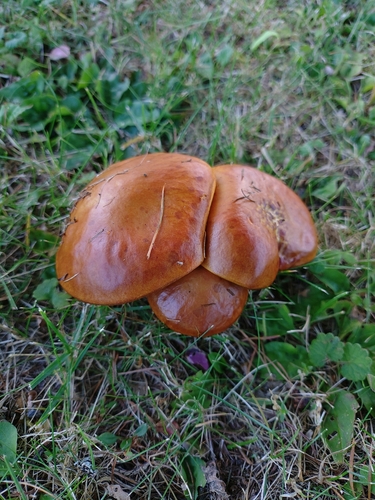 Suillus grevillei