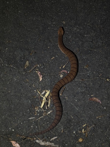 Southern Death Adder sighting