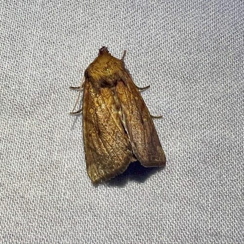 Sensitive Fern Borer Moth photo 3