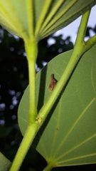 Enchenopa pachycornuta