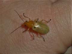 Metaxyonycha tetrasticta