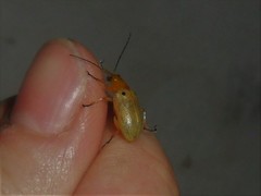 Metaxyonycha tetrasticta