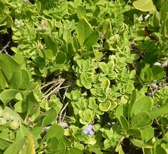 Ageratum maritimum