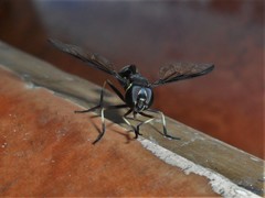 Salpingogaster