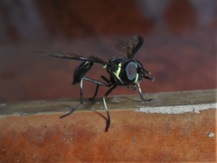 Salpingogaster