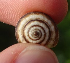 Cernuella aginnica