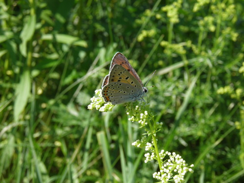 Čiobrelinis Auksinukas