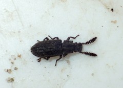 Orthocerus clavicornis