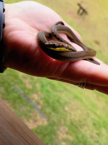 Head-striped Leaf-litter Snake