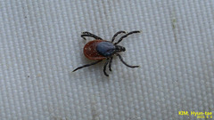 Ixodes nipponensis