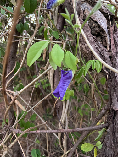 Blue Pea
