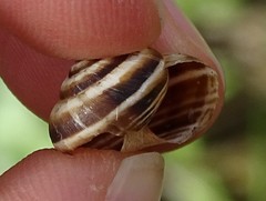 Cernuella aginnica