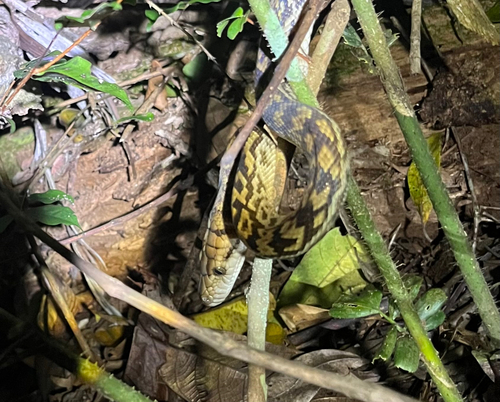 Australian Scrub Python sighting