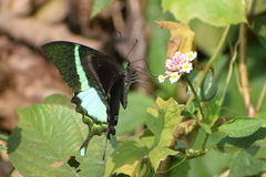 Papilio crino