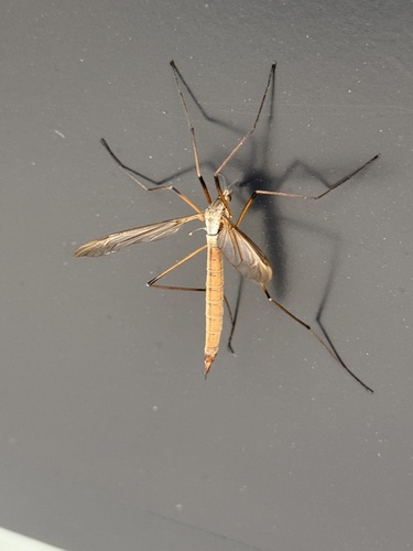 Unknown species found near University of Vermont, Burlington, VT, US
