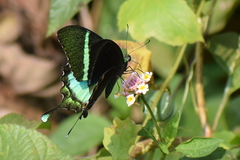 Papilio crino