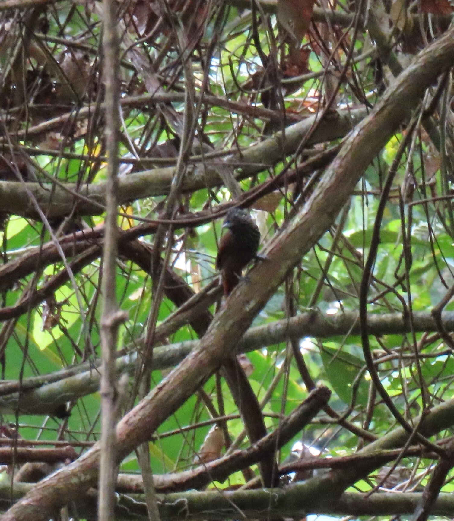 Black Antshrike (Thamnophilus nigriceps), photo 5