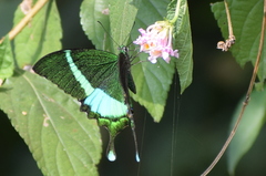 Papilio crino