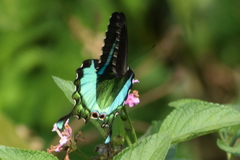 Papilio crino