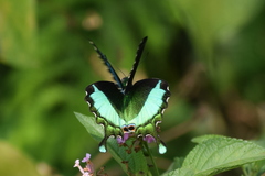 Papilio crino