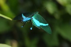 Papilio crino