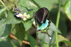 Papilio crino